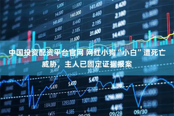 中国投资配资平台官网 网红小狗“小白”遭死亡威胁，主人已固定证据报案